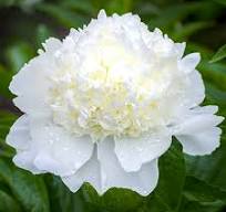 Пиония травянистая корень  Снов супререме